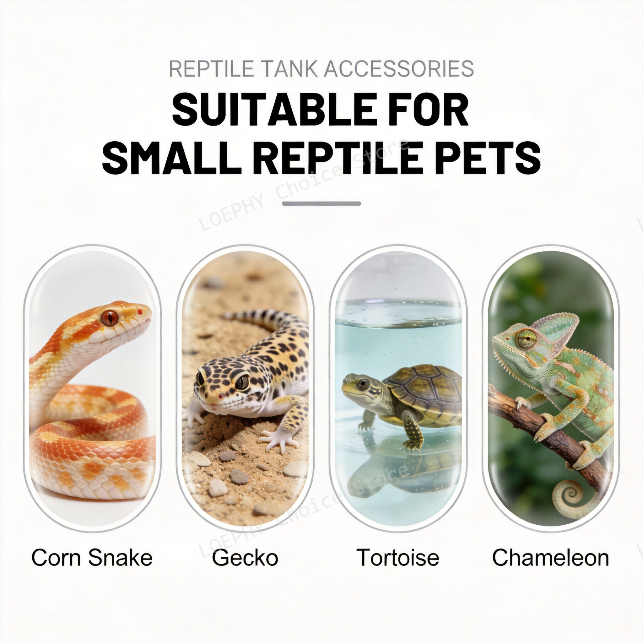 Funny Frying Pan Design Gecko  - Water Dish Reptile avis et prix
