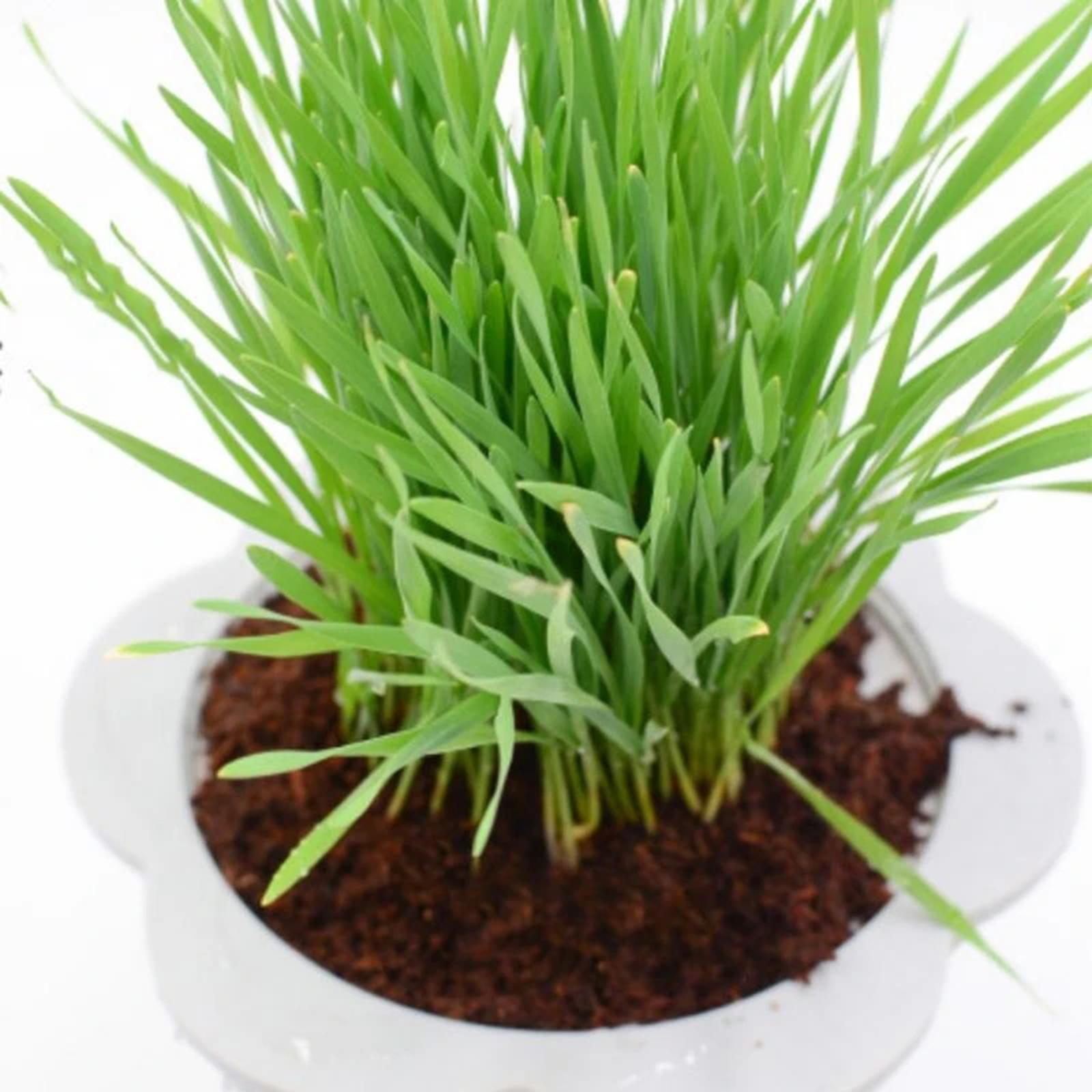 Coconut Fibre Coconut Coir Bri - Substrate Coconut Fiber avis et prix