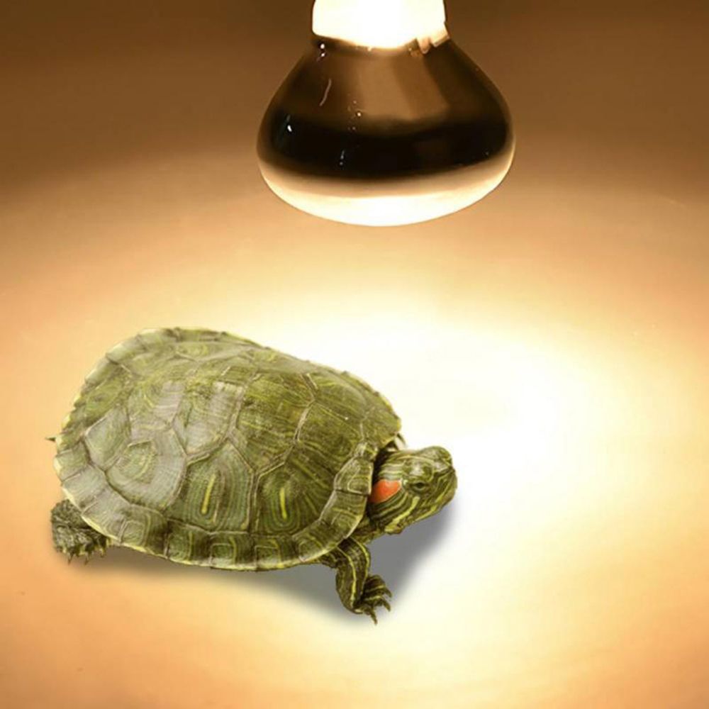 Turtle Temperature Controller  - Basking Bulb Halogen avis et prix