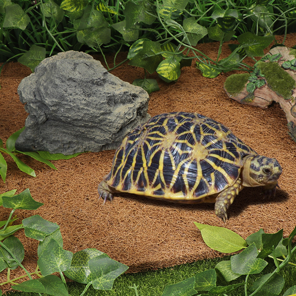 Terrarium Bedding for Reptiles - Substrate Coconut Fiber avis et prix