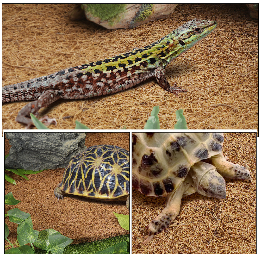 Terrarium Bedding for Reptiles - Substrate Coconut Fiber avis et prix