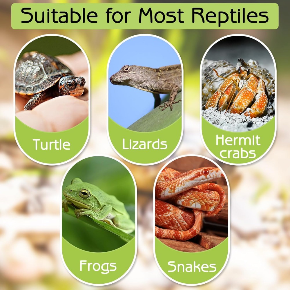 Turtle Bathing Pool Feeding Di - Water Dish Reptile avis et prix