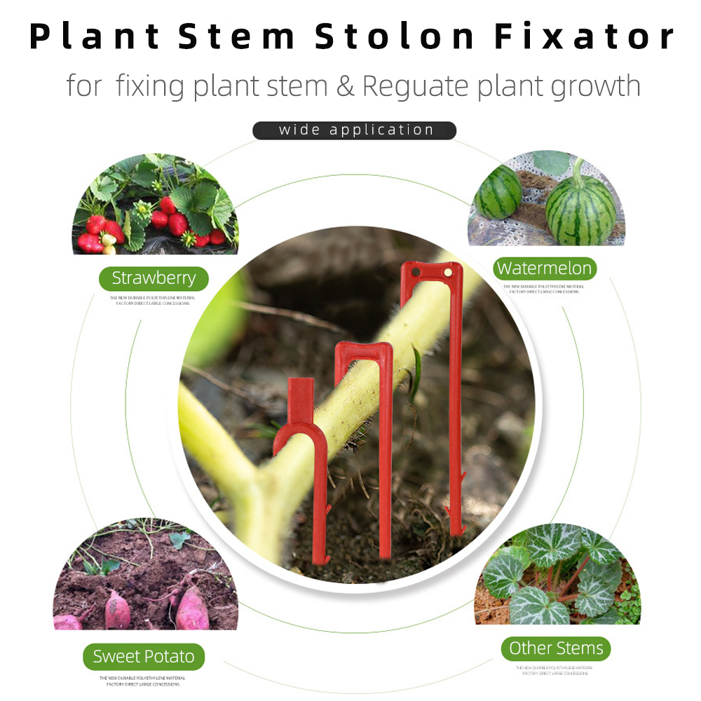 20-50PCS Strawberry Planting F - Vine Climbing Plastic avis et prix