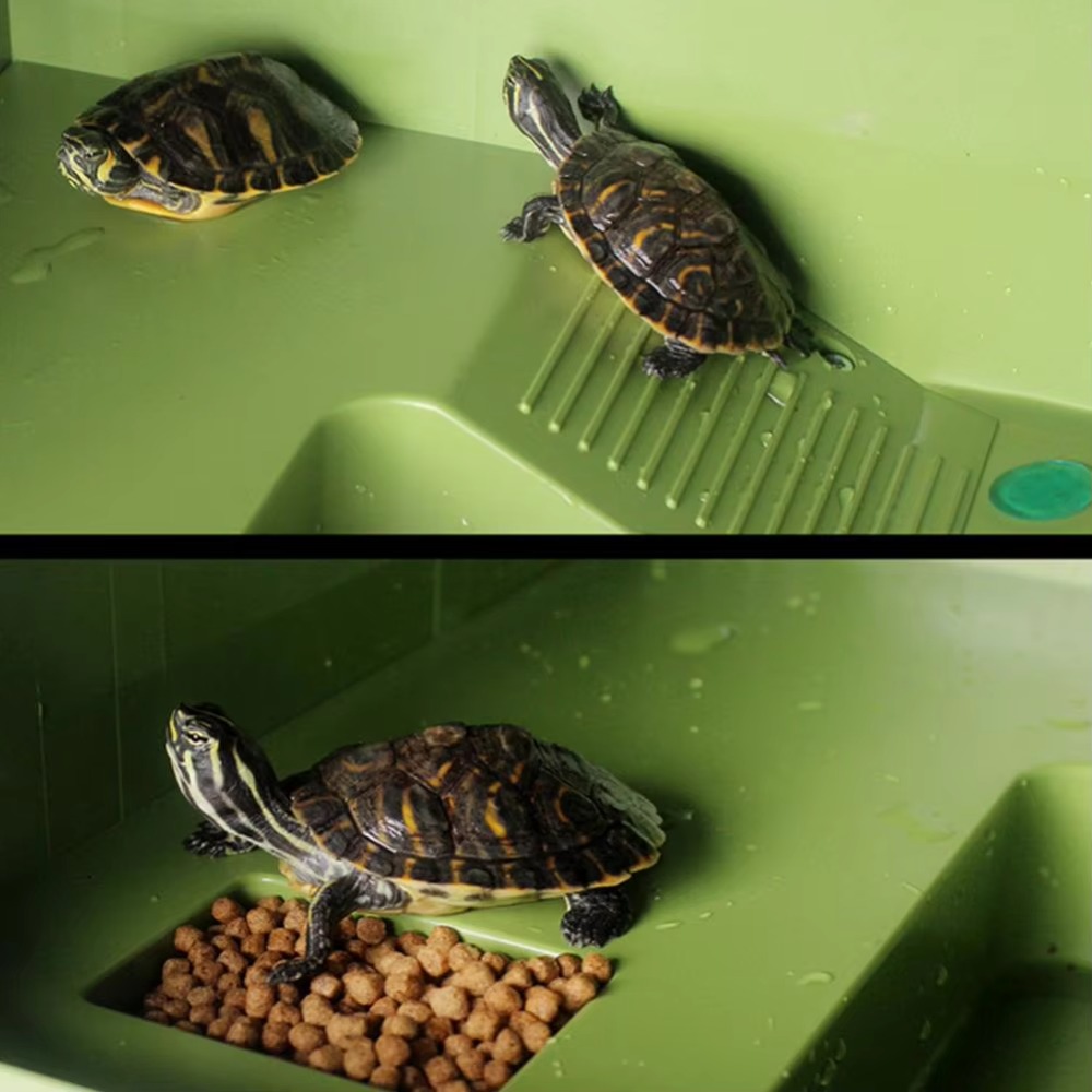 Water Land Slope Box Feeding C - Water Dish Reptile avis et prix
