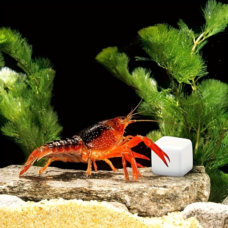 6 Pcs Fish Tank Calcium Block  - Calcium Powder Reptile avis et prix