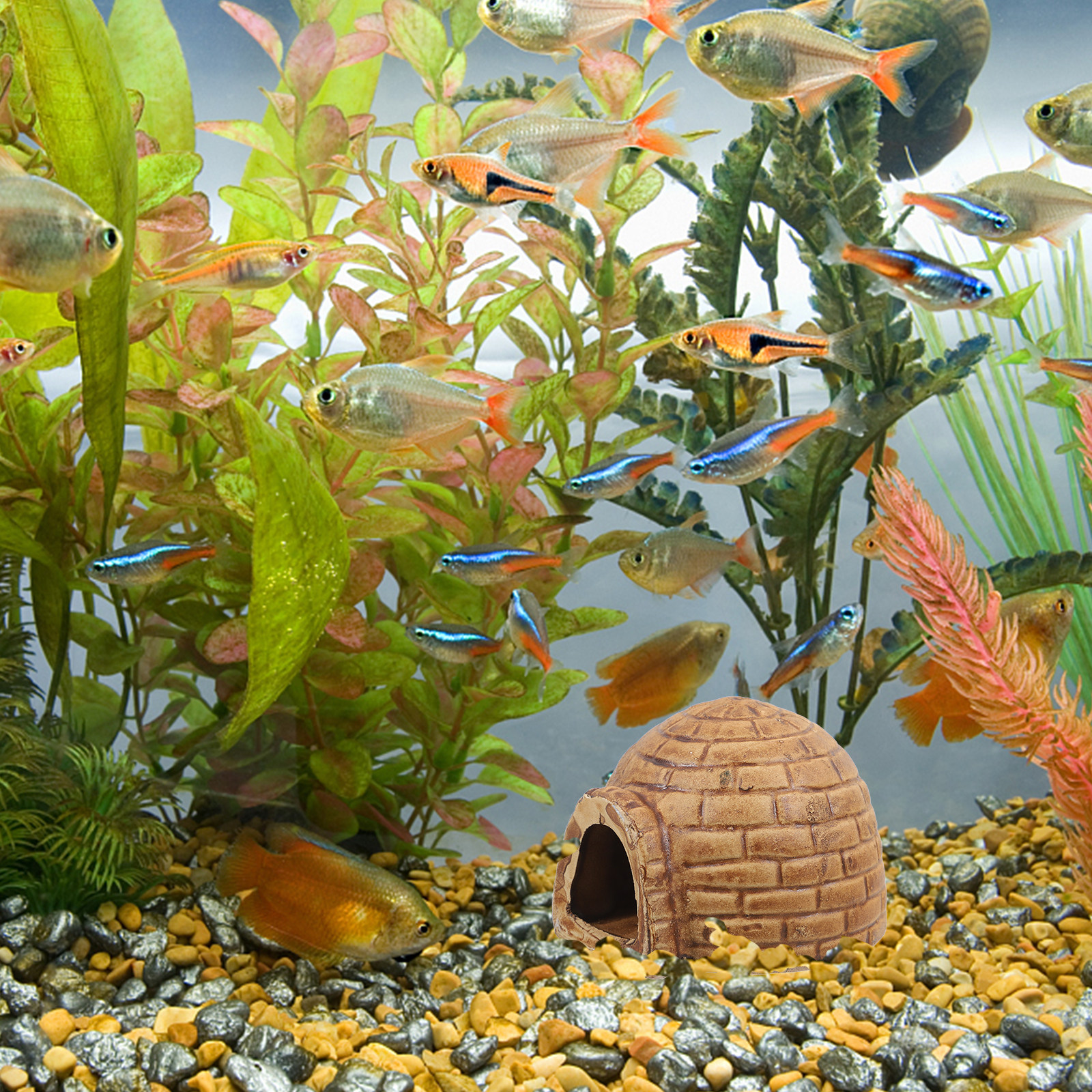 Ceramic Pleco Caves Aquarium F - Hide Cave Ceramic avis et prix